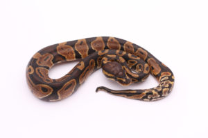 Africa import dinker ball python for sale