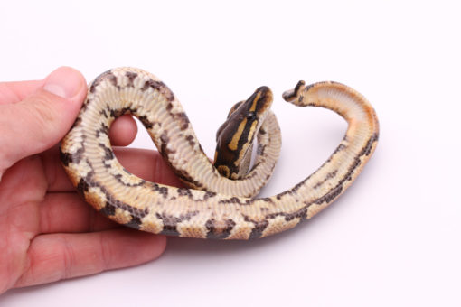 Africa import dinker ball python for sale