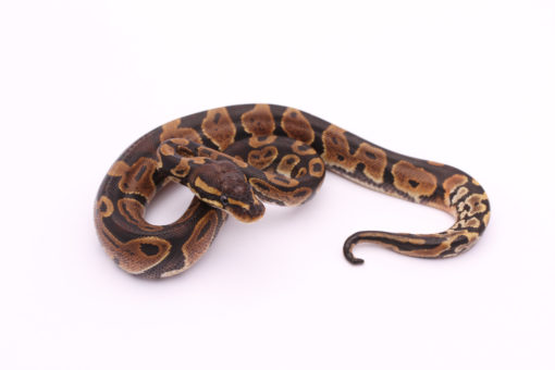 Africa import dinker ball python for sale
