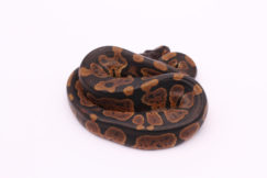Africa import dinker ball python for sale