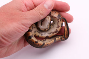 Africa import dinker ball python for sale