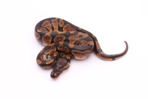 Africa import dinker ball python for sale