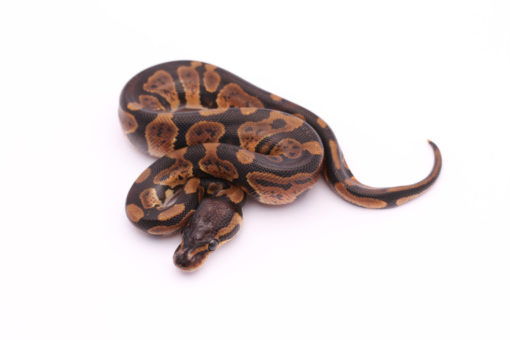 Africa import dinker ball python for sale
