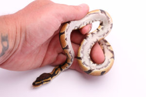 Africa import dinker ball python for sale