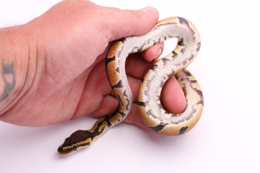 Africa import dinker ball python for sale