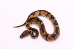 Africa import dinker ball python for sale