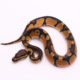 Africa import dinker ball python for sale