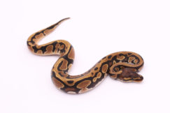Africa import dinker ball python for sale