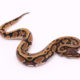 Africa import dinker ball python for sale