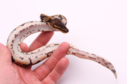 Africa import dinker ball python for sale