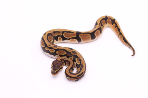 Africa import dinker ball python for sale