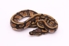 Africa import dinker ball python for sale