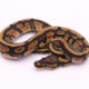 Africa import dinker ball python for sale