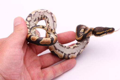 Africa import dinker ball python for sale