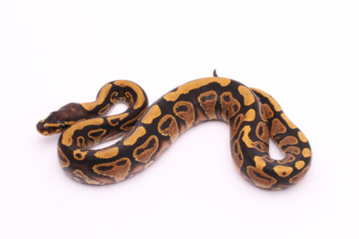 Africa import dinker ball python for sale