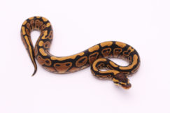 Africa import dinker ball python for sale