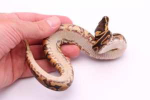 Africa import dinker ball python for sale