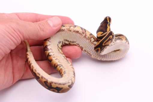 Africa import dinker ball python for sale