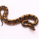 Africa import dinker ball python for sale
