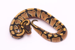 Africa import dinker ball python for sale