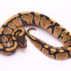 Africa import dinker ball python for sale