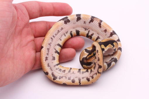 Africa import dinker ball python for sale
