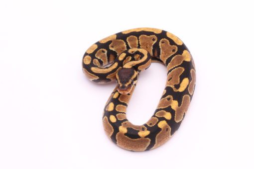Africa import dinker ball python for sale