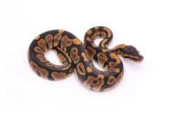 Africa import dinker ball python for sale