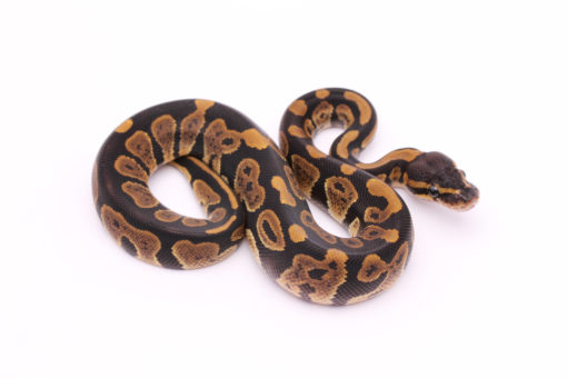 Africa import dinker ball python for sale