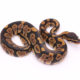Africa import dinker ball python for sale