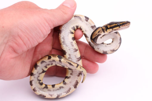 Africa import dinker ball python for sale