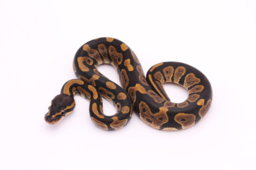 Africa import dinker ball python for sale