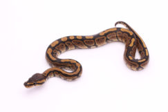 Africa import dinker ball python for sale