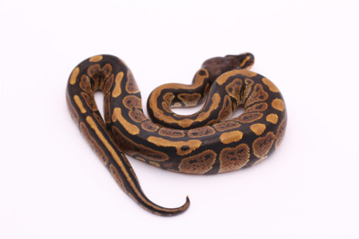 Africa import dinker ball python for sale