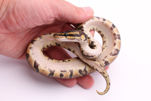 Africa import dinker ball python for sale