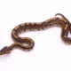 Africa import dinker ball python for sale