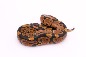 Africa import dinker ball python for sale