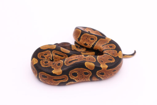 Africa import dinker ball python for sale
