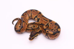 Africa import dinker ball python for sale