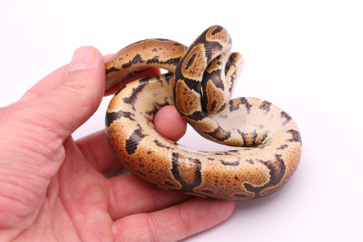 Africa import dinker ball python for sale