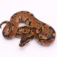 Africa import dinker ball python for sale