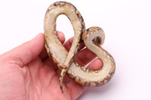 Africa import dinker ball python for sale