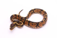 Africa import dinker ball python for sale