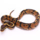 Africa import dinker ball python for sale