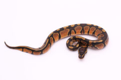 Africa import dinker ball python for sale