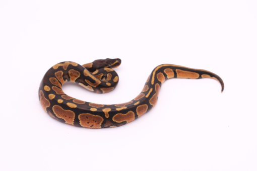 Africa import dinker ball python for sale