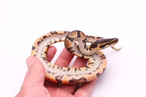 Africa import dinker ball python for sale