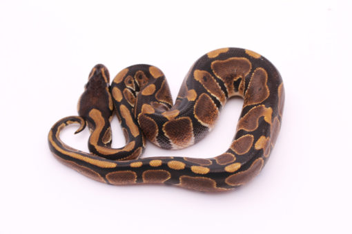 Africa import dinker ball python for sale