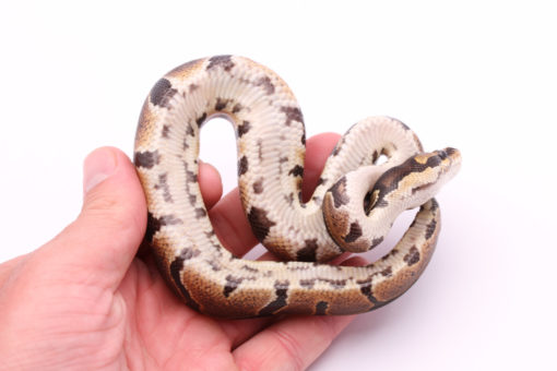 Africa import dinker ball python for sale