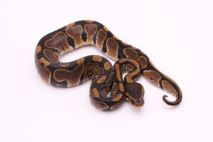 Africa import dinker ball python for sale